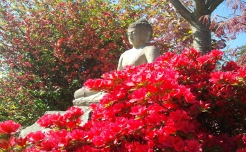 Buông